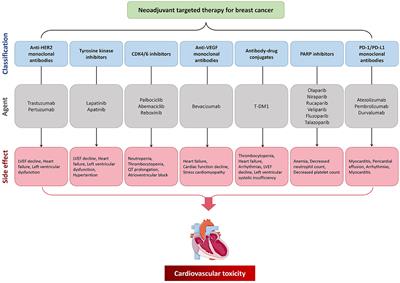 Cardiotoxicity from neoadjuvant targeted treatment for breast cancer prior to surgery